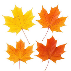 Colorful autumn maple leaves isolated on transparent background in yellow, orange and red color for thanksgiving decoration and seasonal design