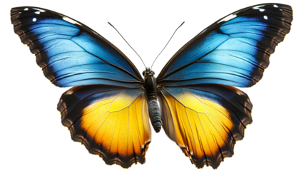 Striking Blue and Yellow Butterfly with Intricate Wing Patterns Isolated on Transparent Background for Design Projects