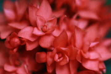 the beauty red flower