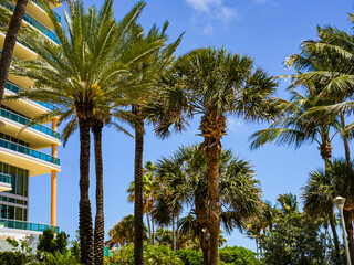 Tropical Palm Trees And Modern Architecture On A Sunny Day