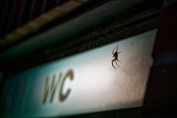 Illuminated WC sign beside large orange spider on web