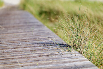 Wooden beach walkway with green and dry grass growing through