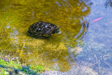 Turtle swimming in shallow yellow water inside zoo enclosure