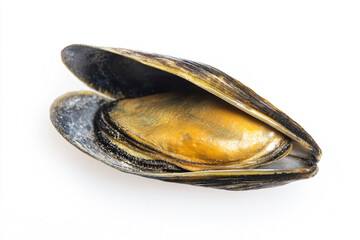 a clam with a yellow shell on a white surface