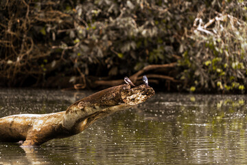 Flora and fauna of the Limococha lagoon in Ecuador