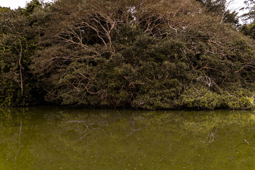 Flora and fauna of the Limococha lagoon in Ecuador