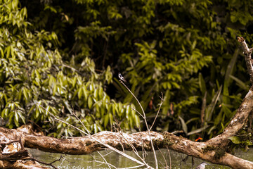 Flora and fauna of the Limococha lagoon in Ecuador
