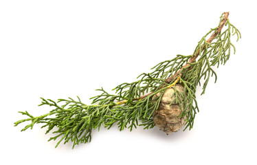 Cypress branch with cone isolated on white background