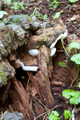 Brown white parasitic mushroom inside old stump, Ganoderma applanatum, nature background, selective...
