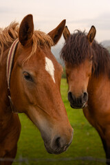 Fototapeta premium portrait of a horse