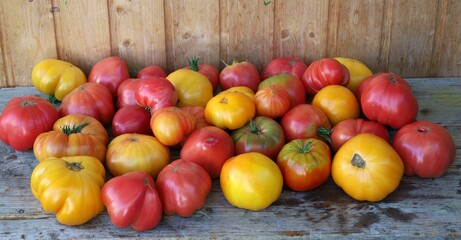Large harvest of tomatoes of different varieties.