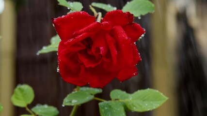 A bright red rose, growing in the garden, begins to be watered by the heavy rain, which falls on its petals in large drops. Slow motion. - Powered by Adobe