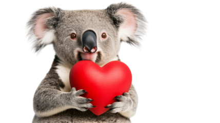 Koala holding red heart expressing love on transparent background