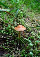 Alone ginger mushroom in forest greenery, Marasmius oreades, selective focus
