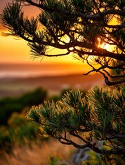 Pine boughs at sunset in the Mountains