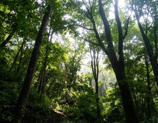 Lush forest canopy