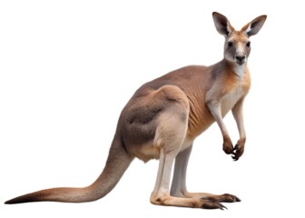 Kangaroo isolated on white background