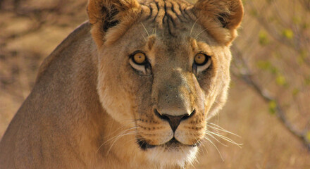 closeup of lioness  in the grassland - in the sunlight hunting for food
