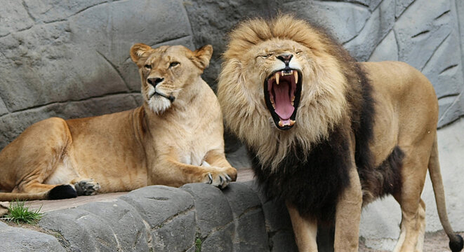lion and lioness lioness sitting and relaxing lion roaring or yawning on a rock in the zoo