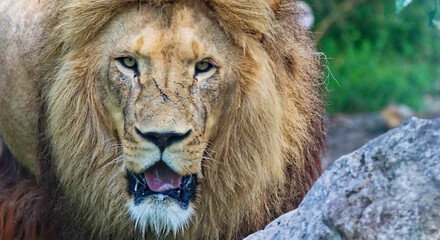 portrait of a lion hiding behind a rock before hunting food sharp look aiming food