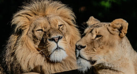 lion and lioness mating in the sunset romantic moment 