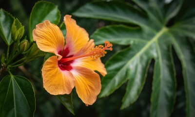 Vibrant orange hibiscus flower in a lush tropical setting. Close-up of a beautiful blossom with deep orange petals and crimson center, amidst verdant tropical leaves