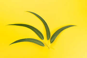 Eucalyptus leaves isolated on yellow background