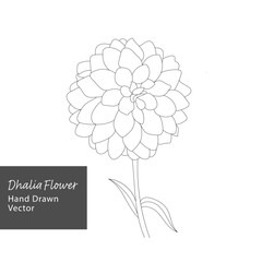 Dhalia Flower, vector stock, Hand drawn, line art , flower, botanical logo