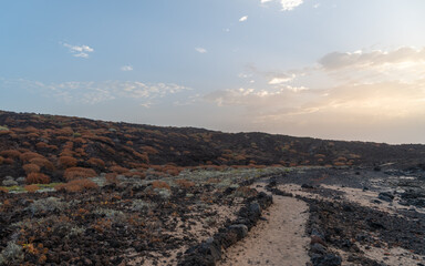 Roślinność endemiczna wysp kanaryjskich, sukulenty i kserofity na zastygłych polach lawowych Guimar, Teneryfa