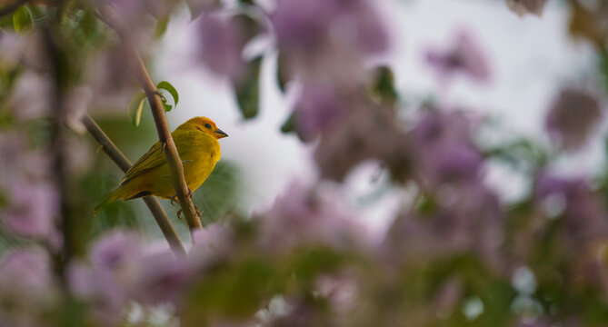 pajaro amarillo