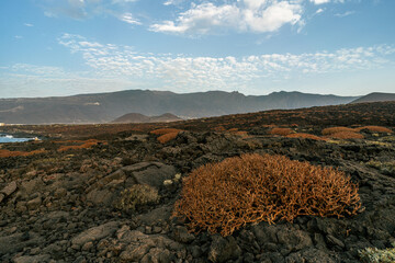 Roślinność endemiczna wysp kanaryjskich, sukulenty i kserofity na zastygłych polach lawowych Guimar, Teneryfa © Piotr Szpakowski