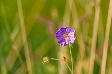 meadow cranesbill in full bloom