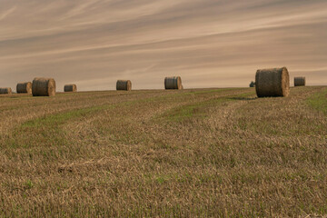 A field of hay bales during sunset. End of summer.