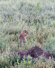 prairie dog on the ground, Rocky Mountain Arsenal National Wildlife refuge, Colorado