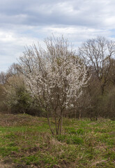 the first spring flowers, flowering trees, outdoor walks in a nature park with an overview of the...