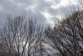 the first spring flowers, flowering trees, outdoor walks in a nature park with an overview of the...