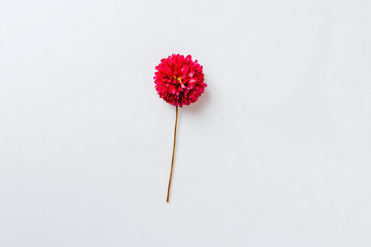 a single flower on a stick on a white surface