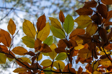 Beech Fagus tree leaves on the branch during autumnal day in sunlight, bright fall colors