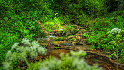 Picture of the Aguzou stream in the mountains of southern France with small waterfalls, rocks, forest and green vegetation. Very close to the small village of Escouloubre in the Pyrenees Mountains

