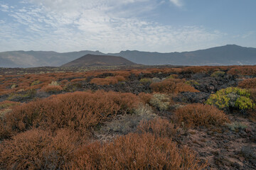 Starzec kanaryjski (Kleinia neriifolia) endemiczny sukulent wysp Kanaryjskich u podnóża stożka wulkanicznego,  Malpaís de Guimar, Teneryfa, Wyspy Kanaryjskie © Piotr Szpakowski
