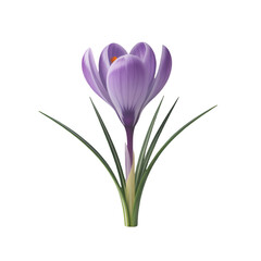 Fototapeta premium pink tulips isolated on white