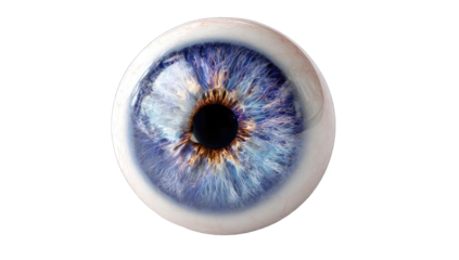Close-up of a vibrant blue eye