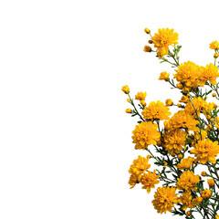 Golden flowers against black backdrop. Vibrant blossoms in full bloom, contrasting darkness