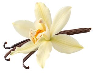 Beautiful vanilla orchid and beans isolated against a white background for culinary and floral uses