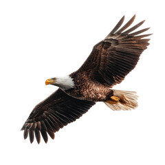 Fototapeta premium Majestic bird in flight, wings spread wide, showcasing its powerful build and plumage