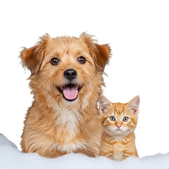 Cute ginger kitten and happy dog sitting together isolated on transparent background