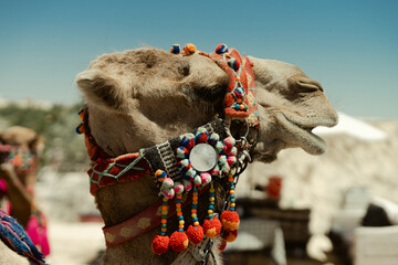 Cappadocia Valley Turkey