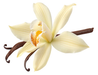 Closeup of vanilla flower and pods highlighting aromatic qualities for culinary applications use