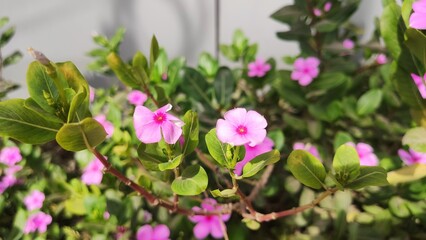 Beautiful Pink Periwinkle Flowers with Green Leaves in Natural Garden Background