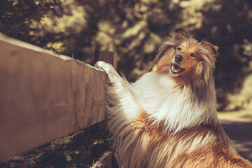 Rough Collie sable hat seine Pfoten an einem Zaun und schaut Richtung Kamera outdoor